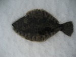 2007. 071.jpg